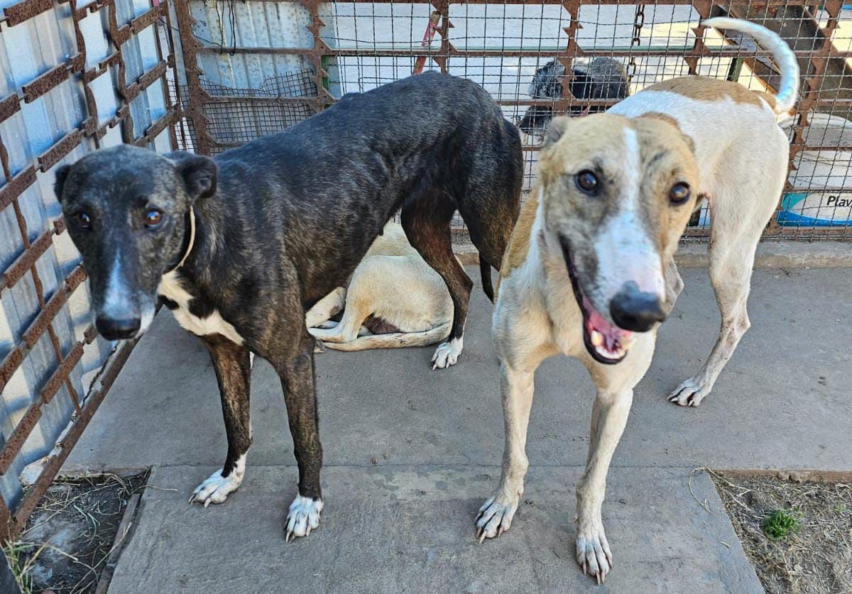 Final feliz: los galgos maltratados se recuperan en hogar de tránsito en Funes 